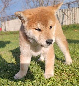 Shiba inu psýk s PP - 6