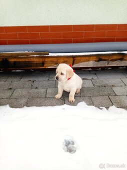 Šteniatka labradorského retrievera na predaj - 6