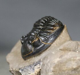 Trilobit s dokonalými očami - Fosilia - 5,3 cm - 6