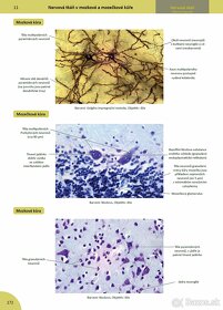 MEMORIX HISTOLOGIE (3. vydanie, PDF) - 6