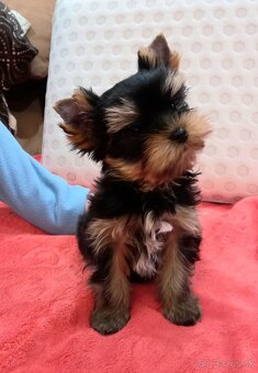 YORKSHIRE TERRIER  - psík s PP - 6