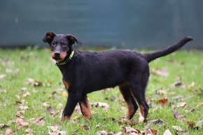 Beauceron s PP - 6