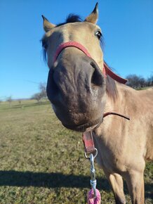 Lusitano kobyla - 6