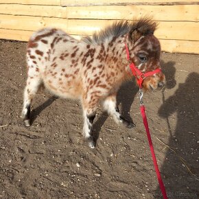 Žrebec mini shetland pony  "PEPE" - 6