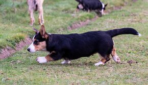 Welsh Corgi Cardigan -  k odběru - 6