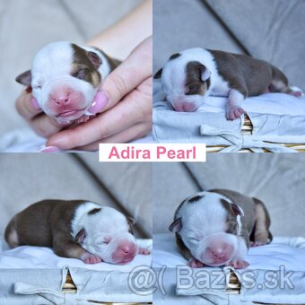 American bully s pp - 6