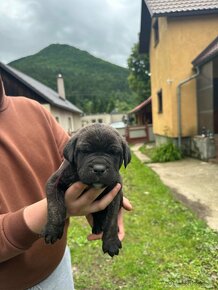 Predám šteniatka psíkov CANE CORSO - 6