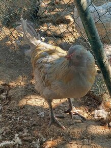 Kohúti marans, ameraucana a mix - 6