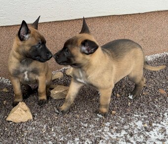 Belgicky ovciak malinois - 6