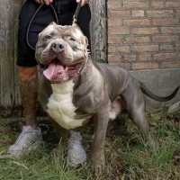 AMERICAN BULLY - 6