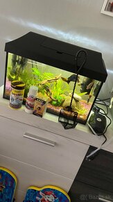 Predam komplet akvarium aj s vybavenim aj rybami - 6