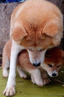 Šteniatko Akita Inu - 6