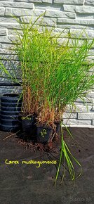 Okrasné trávy - Carex - STÁLEZELENÁ - 6