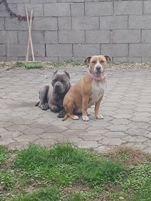 Predám šteniatka amstaff - 6