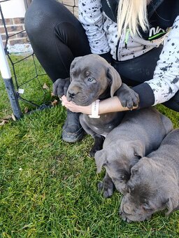 Cane corso modré šteniatka - 6