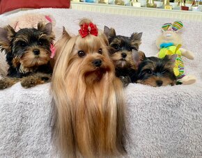 Yorkshire Terrier, York, Mini Yorkshire, Fci pp - 6