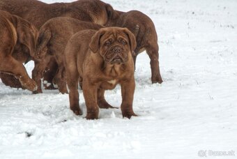 Bordeauxská doga, Dogue de Bordeaux, Bordo doga - 6