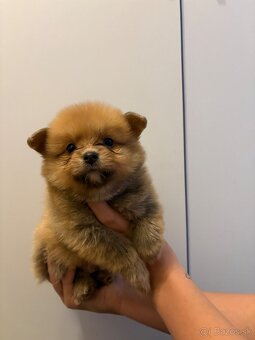 Pomeranian-pomerian - 6