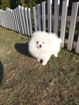 Pomeranian Spitz - trpaslík je chlapec a dívka. - 6