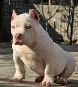 American Bully - 6