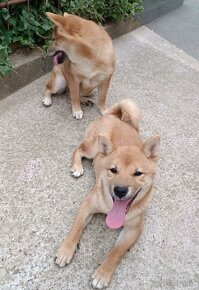 SHIBA INU - 6