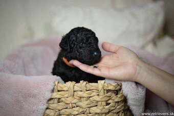 Curly Coated Retriever s PP - 6