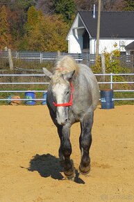 Predám ťažného koňa - Percheron - 6