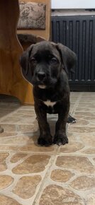 Cane corso šteniatka - 6