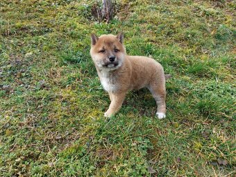 shiba inu - 6