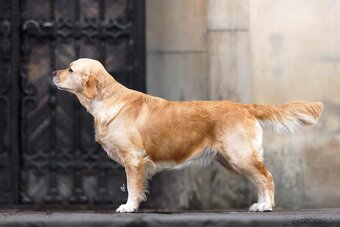 Zlatý retriever/Golden retriever šteniatka s PP - 6