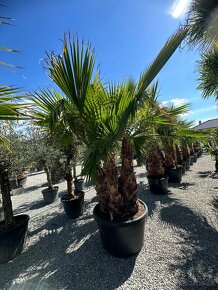 Palma WASHINGTONIA ROBUSTA,TRACHYCARPUS FORTUNEI - 6