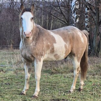 APH APHA PAINT HORSE ŽREBEC pripúšťanie - 6