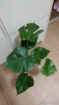 Monstera deliciosa, nová 60 cm - 6