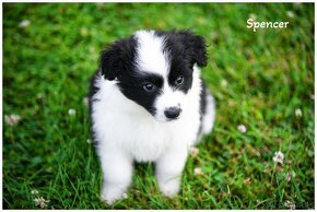 Border Collie Border Kolia s PP FCI - 6