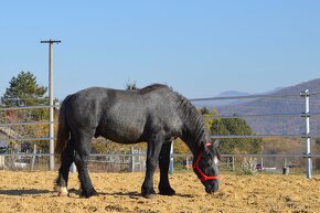 Predám koňa - žrebec Percheron - 6