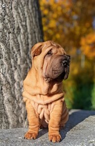 Šarpej, Sharpej, Shar-pei s PP - 6