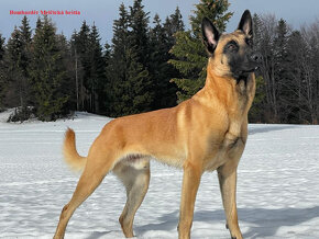 Belgický ovčiak - Malinois - 6