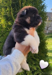 Americká akita (American akita) - 6