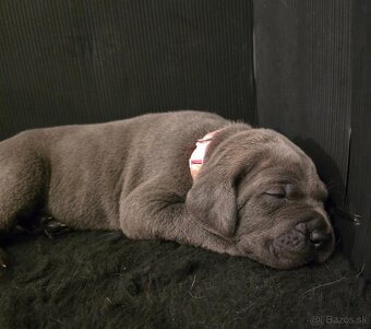 Šteniatka Cane Corso s PP - 6