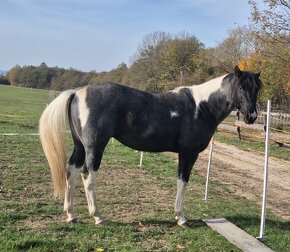 APH APHA PAINT HORSE ŽREBEC pripúšťanie - 6