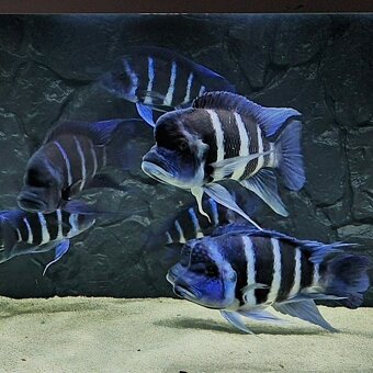 Cyphotilapia Gibberosa Blue Zaire Moba - 6