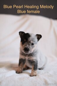 ACD Austrálsky dobytkársky pes CATTLE DOG - 6