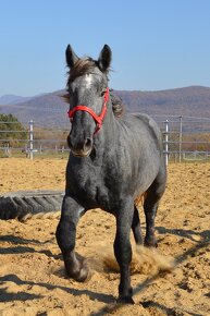 Predám žrebca - Percheron - 6