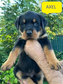 Rottweiler, rtw, Rotvajler, Rottwailer - šteniatka - 6