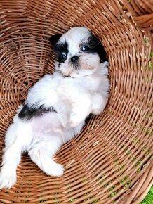 Shih-tzu - 6