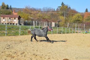 Ťažný kôň na predaj - Percheron - 6