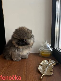 Pomeranian mini Boo - 6