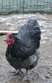 Australorp kohuty - 6