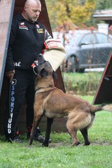 Belgický ovčiak Malinois s PP VOĽNÝ PSÍK - 6