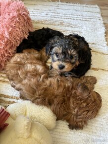 Maltipoo Yorkie - 6